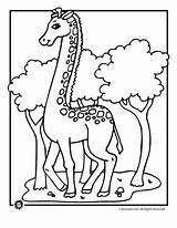 Zoo Giraffe Divyajanani Kleurtekeningen Olds Crafter 4kids Sketch  sketch template