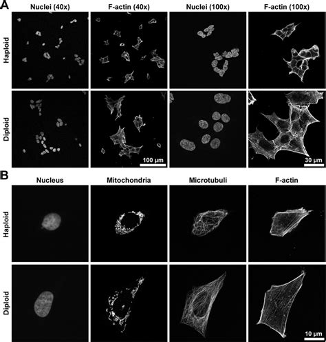 Confocal imaging of haploid and diploid HAP1 cells showed large... | Download Scientific Diagram