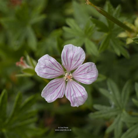 Geranium sanguineum 'Pink Pouffe' | Great little Geranium fo… | Flickr