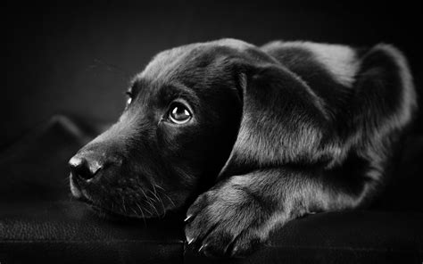 🔥 Download Wallpaper HD Black Labrador Puppy Dog S Photo Litle Pups by @lindadougherty ...