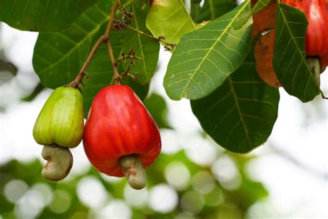 Do Cashews Have Shells? - Beyond