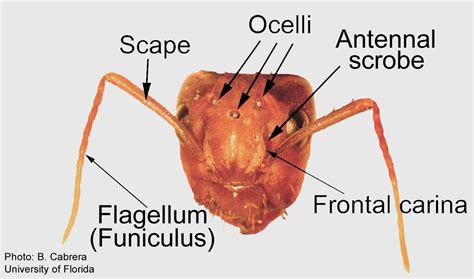 ant internal anatomy