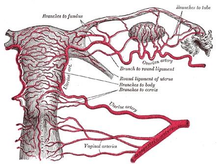 Transverse Cervical Ligament Of Uterus