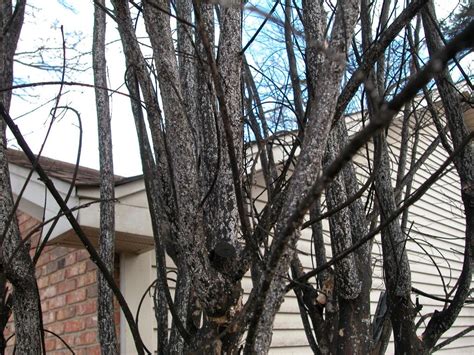 Infestation of Crapemyrtle Bark Scale | Crape myrtle, Myrtle tree, Crepe myrtle trees