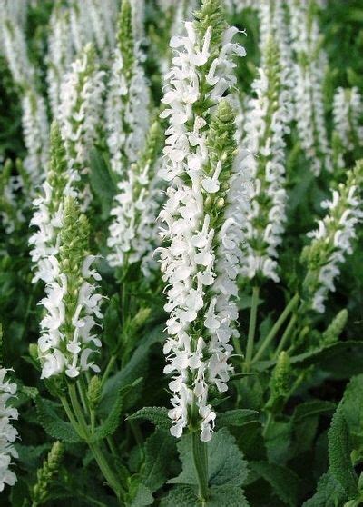 salvia snow hill | Salvia, Deer resistant plants, Flowers perennials