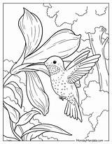 Realistic Hummingbird Coloring Pages 2025 sketch template