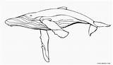 Humpback Whale Coloring Pages sketch template