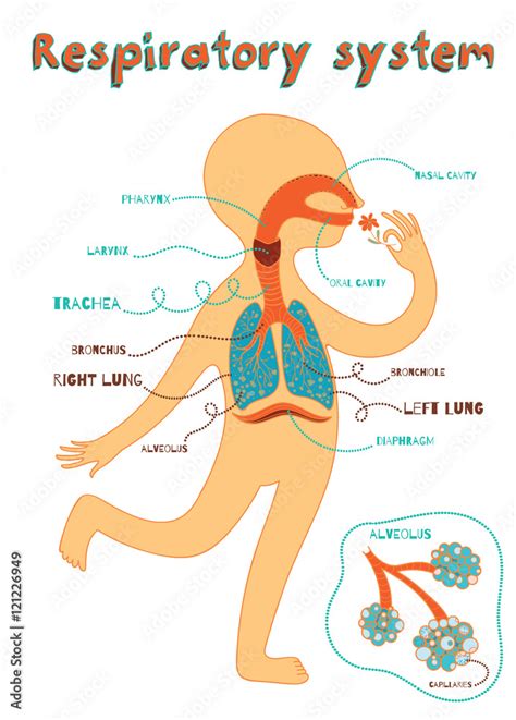 vector cartoon illustration of human respiratory system for kids Stock ...