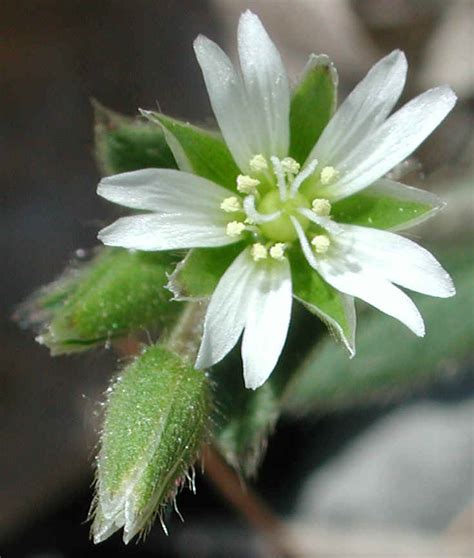 Common Chickweed (Stellaria media) - 03 - Wild Flowers of Sleepy Hollow Lake From All-Creatures.org