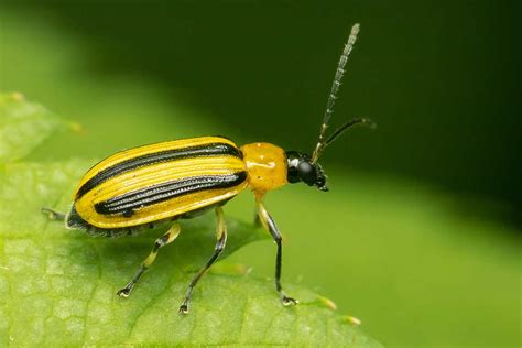 Striped Cucumber Beetle