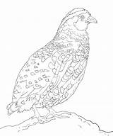 Cartoon Quail Coloring Page  Free Printable Pages For Kids sketch template