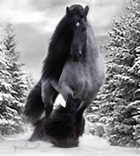 Rare Horses, Big Horses, Horse Love, Black Horses, Blue Roan Horses ...