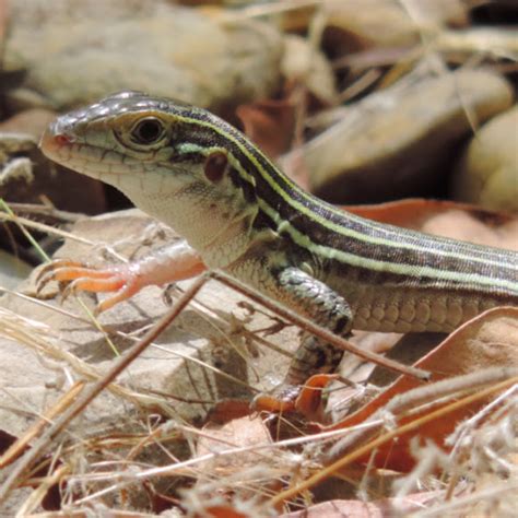 Texas Spotted Whiptail Facts and Pictures