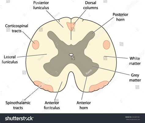 22 Posterior Horn Spinal Cord Images, Stock Photos & Vectors | Shutterstock