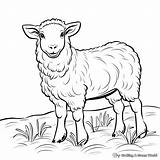 Sheep Coloring Pages  Free & Printable sketch template