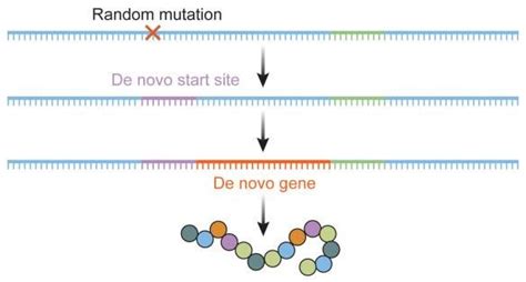 The de novo formation of a gene. A random mutation leads to the ...