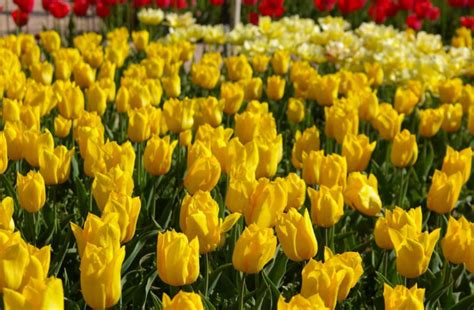 The mystery of the yellow tulips. Why are they so Loved by Designers and Gardeners? - Best ...