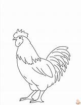 Rooster Coloring Pages Free Printable Sheets For Kids sketch template