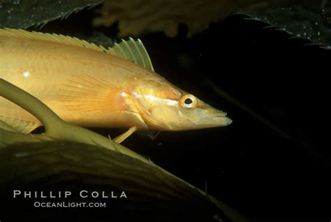 Giant kelpfish amidst kelp, Heterostichus rostratus photo, San Clemente Island, California