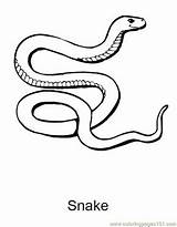 Corn Snake Coloring Sheets Pages sketch template