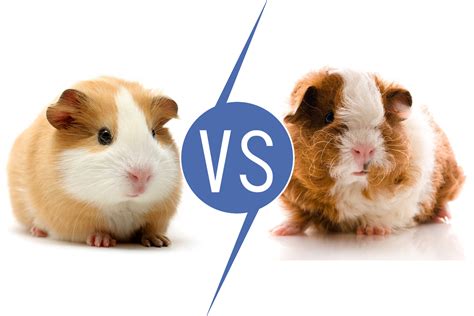 Guinea Pigs vs Hamsters [11 Things to know] | Pet Comments