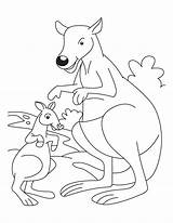 Baby Kangaroo Coloring Page At GetColoringscom  Free Printable sketch template