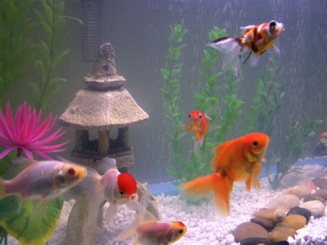 The Top 5 Best Pet Fish of All Time (FRESHWATER) – 2017 | StickPets