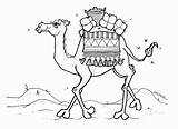 Coloring Pages Camels sketch template