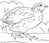 Quail Coloring sketch template