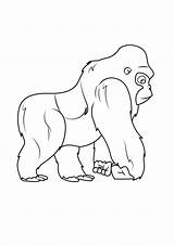 Silverback Gorilla Coloring Pages  ColoringDraftcom sketch template