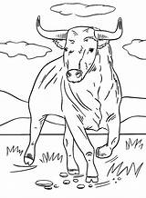 Bull On The Grass Coloring Page  Free Printable Pages sketch template