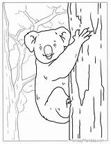 Realistic Koala Bear Coloring Pages sketch template