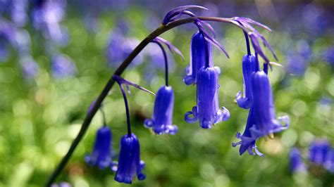 Bluebell (Hyacinthoides non-scripta) - Woodland Trust