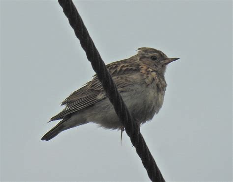 Nature Botherer : Woodlark