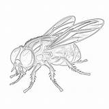 Fly Insect Coloring Page  Pages Mimi Panda sketch template