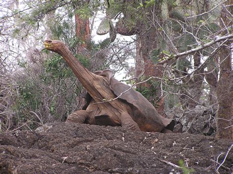 Explained: The Simple Physics of How Tortoises Deal With Turning Turtle