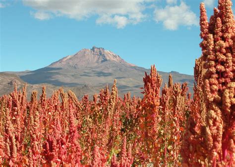 Quinoa field | Quinoa, Plants, Southwest quinoa