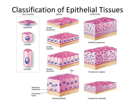 Ppt Tissues Introduction Epithelial Tissue Classification Glands | My XXX Hot Girl