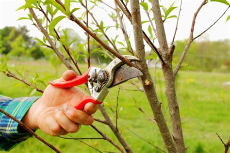 How to Prune Peach Trees