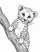 35 Cheetah Coloring Pages Free Printable Sheets  drawing sketch template