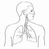 Human Lungs Outline Body Colouring Pages Coloring Printable Drawing  sketch template