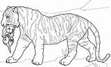 30  Realistic Printable Tiger Coloring Pages sketch template
