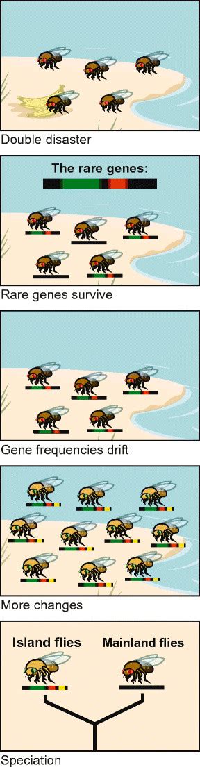 A hypothetical example of peripatric speciation. Just a few fruit flies... | Download Scientific ...