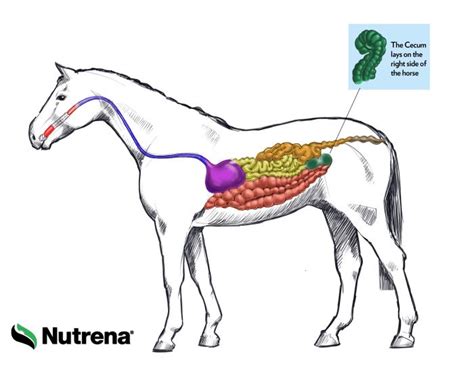 This online quiz is called Horse digestive system - internal organs - DOTS anatomy, food, teeth ...