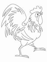 Rooster Coloring Pages For Kids Page  Vrogueco sketch template