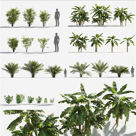 3D Plants Pack 5: Rainforest: GrowFX - TurboSquid 1746226