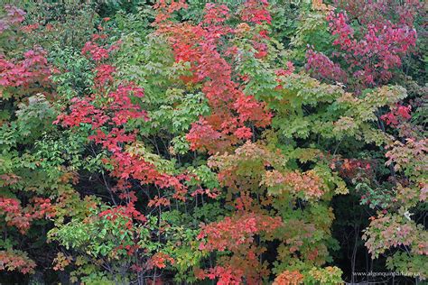 Fall Colour Report | Algonquin Provincial Park | The Friends of Algonquin Park