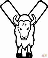 Alphabet Letter Y Yak Coloring sketch template