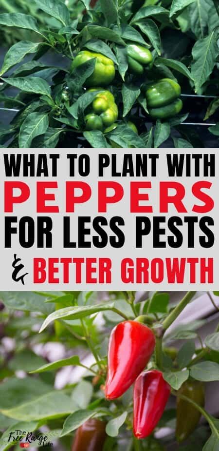 25+ Companion Plants Bell Peppers - MinahazYong