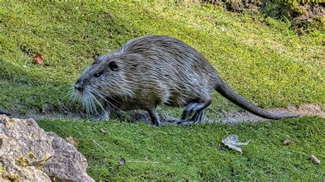 'The beast of the east': Giant rat-like creature spotted for the first time in Jersey | ITV News ...